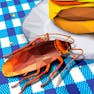 Cockroach Simulator